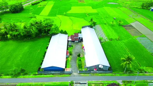 Saham AYAM Meroket 204%, Direksi Ikut Masuk dan Belanja Puluhan Miliar